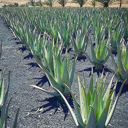 The Sunset * Betancuría